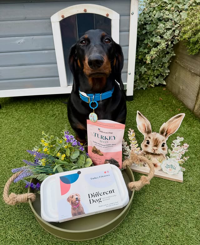 Instagram post by an influencer for Different Dog. Caption reads: [...] and yummy treats from @differentdog 😋 Made....