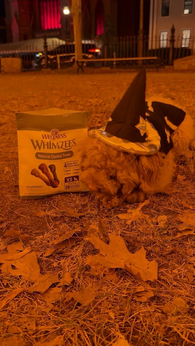 Instagram post by @winstontheminiaturedood for Wellness Pet Food. Caption reads: #ad There is nothing like sharing Wellness....