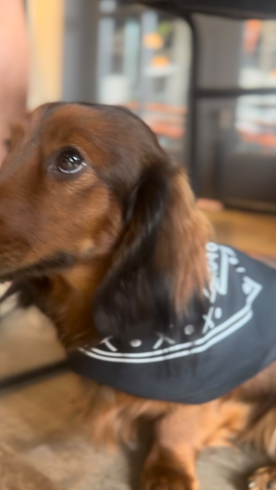 Instagram post by @zilkerbark for JustFoodForDogs. Caption reads: Oktoberfest at CMW kicks off Saturday, September....