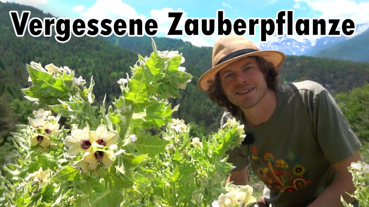 YouTube post by @Buschfunkistan for EcoFlow. Caption reads: Das Schwarze Bilsenkraut - Eine Psychoaktive....