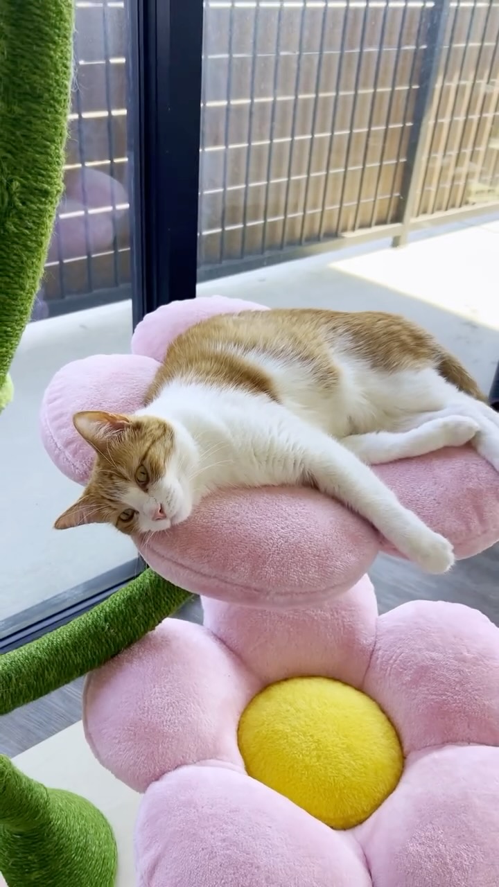 Instagram post by @newhurizons for KBSPETS. Caption reads: [...] this Cherry Blossom cat tree from the....