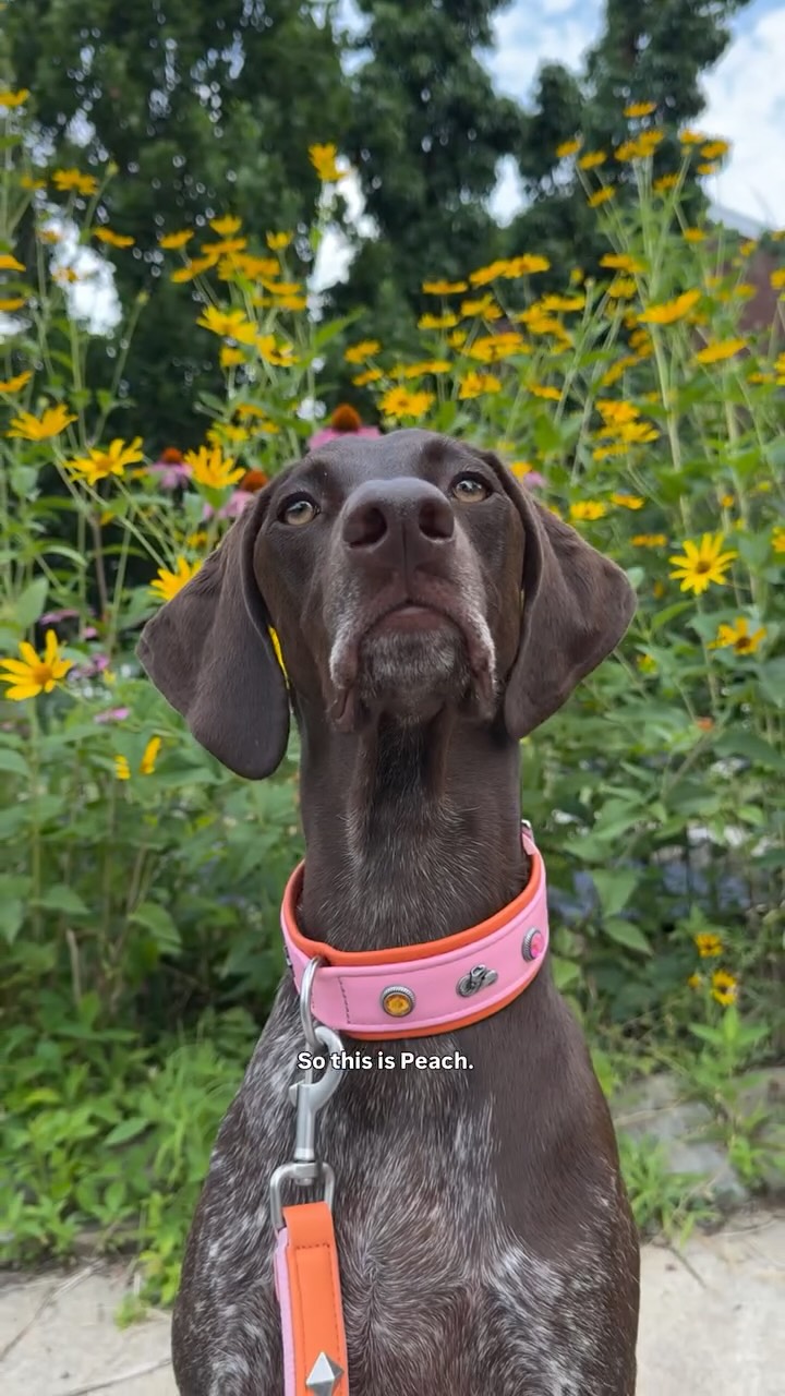Instagram post by @peachthegsp for Pupford. Caption reads: [...] the soft and chewy training treats from....