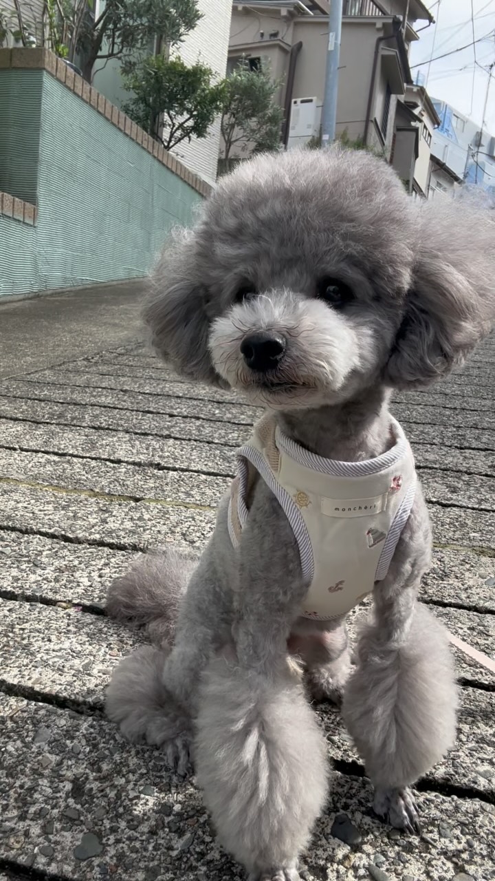 Instagram post by @naripes for monchéri. Caption reads: • New Harness⛵️⚓️🛟 • マリン柄が可愛い @moncheri.dog....