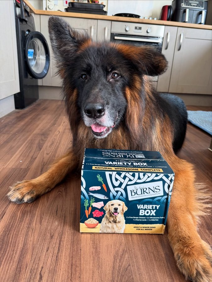 Instagram post by @thedevonpack for Burns Pet Food. Caption reads: Kindly Gifted/AD @burnspet is made with natural,....