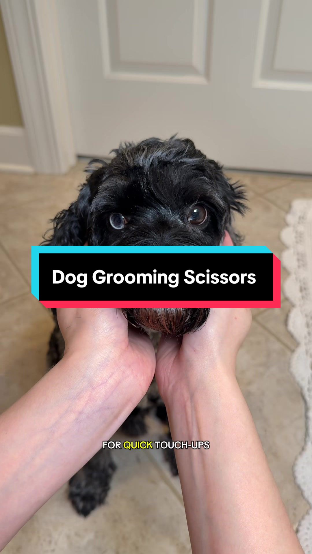 TikTok post by @archiethebernedoodle for We Love Doodles. Caption reads: [...] doesn’t have to be stressful.....