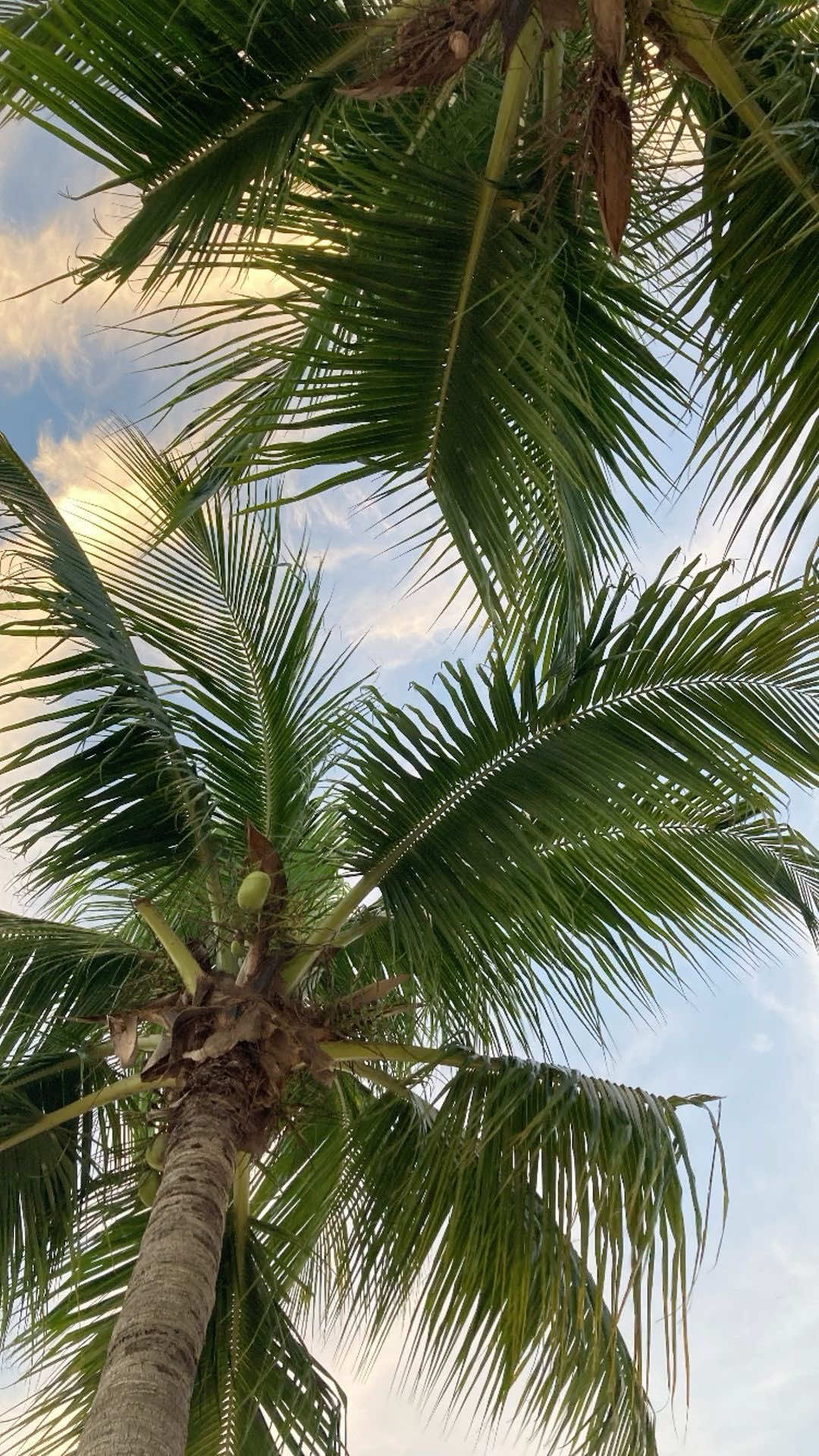 TikTok post by @eloisewright___ for Nala’s Baby. Caption reads: [...] smell is incredible 🤩 @Nala's Baby UK....