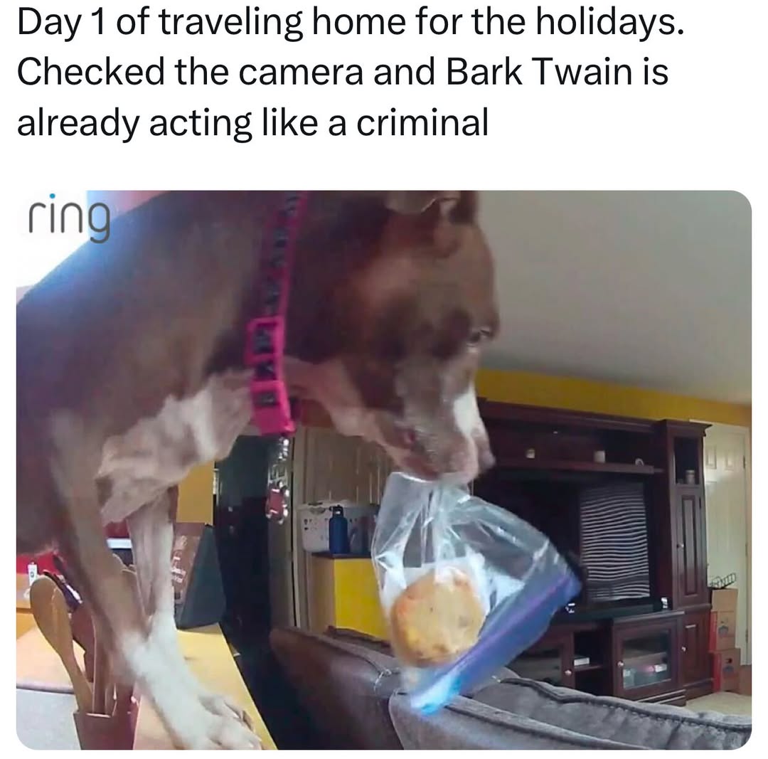 Instagram post by @animalsdoingthings for Ring. Caption reads: He's having the time of his life #ad Shop holiday....