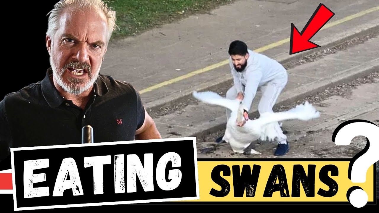 YouTube post by @FastJetPerformance for Acast. Caption reads: Are Immigrants REALLY Eating the King's Swans?!.