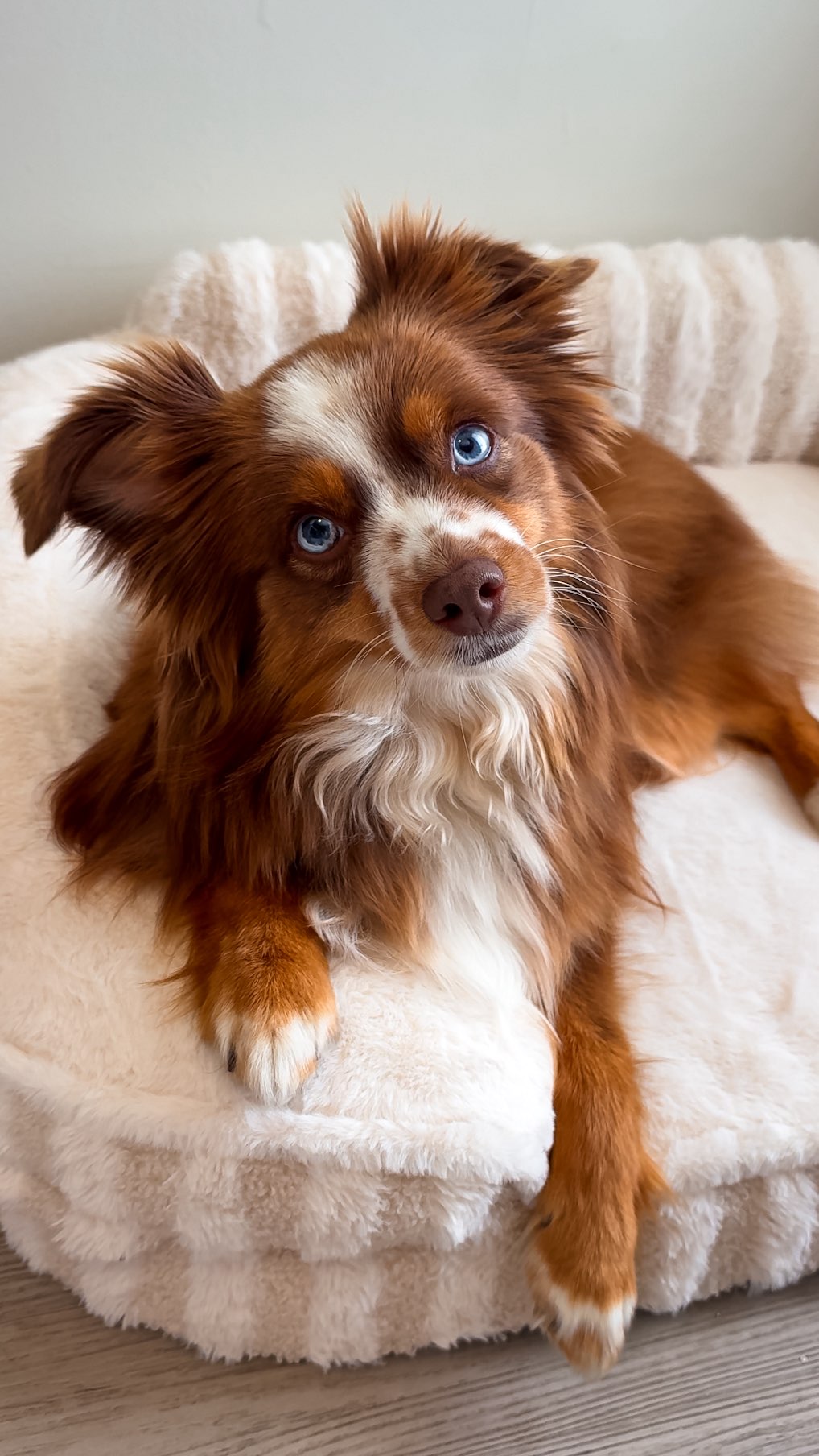 Instagram post by @embertoyaussie for Lesure Pet. Caption reads: [...] orthopedic high back sofa from @lesurepet....