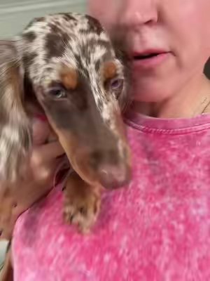TikTok post by @bridgettesbuys for Angry Orange. Caption reads: [...] #puppypottytrain #angryorange @Angry Orange....