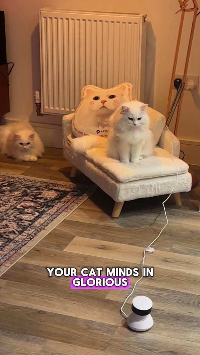 Instagram post by @a_cat_called_donut for Petlibro. Caption reads: The @petlibro Scout Smart Camera: great for....