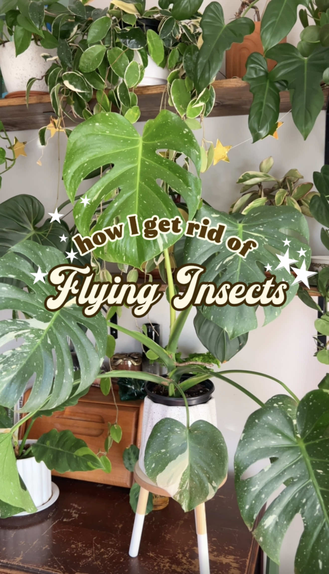 TikTok post by @_wildgreens for Zevo. Caption reads: #ad #ZevoPartner No more pesky flying pests around....