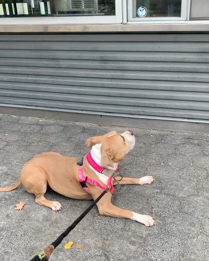 Instagram post by @lilybug_lpb for The Dog Agency. Caption reads: Raise your hand if you also have a heartless mom....