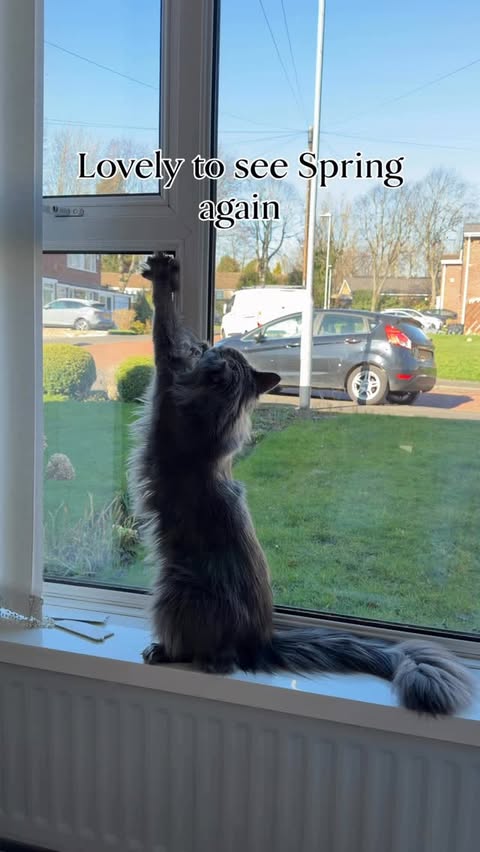 Instagram post by @kabi.the.mainecoon for Homerunpet. Caption reads: [...] 😼 🩵💙🩵💙🩵💙🩵💙🩵💙 ✨ Spring Sale....