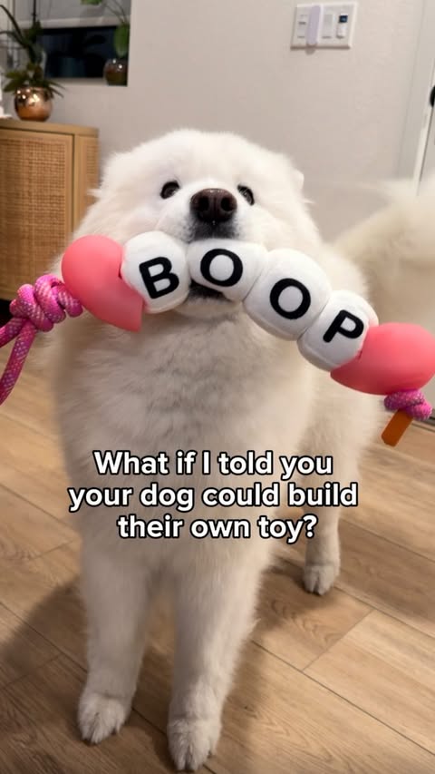 Instagram post by @nubethesamoyed for Petco. Caption reads: [...] her own toy?🥹 #ad We brought her to Petco....