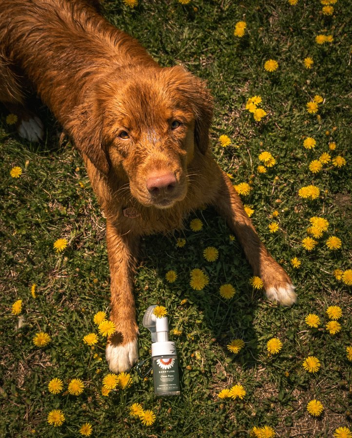Instagram post by @foxtoller for Dandylion. Caption reads: [...] adventures is the Mini Clean Paws from....