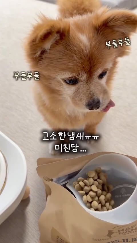 Instagram post by @bambi__jeju for Harim Pet Food. Caption reads: 광고 밤비가 선택한 하림펫푸드 가맛시 🐶💛 (가장 맛있는 시간 30일) 오늘 생산 오늘....