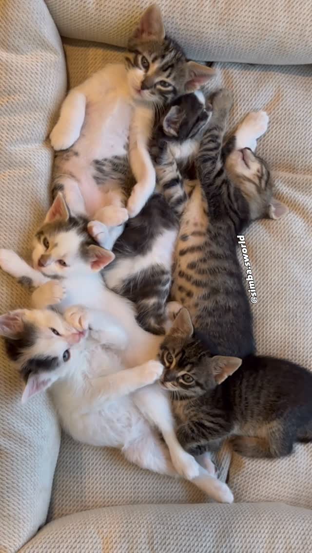 Instagram post by @simba.sworld for Amazon Pets. Caption reads: 🐾 Meet My Little Miracles 🐾
Each one has a tiny....