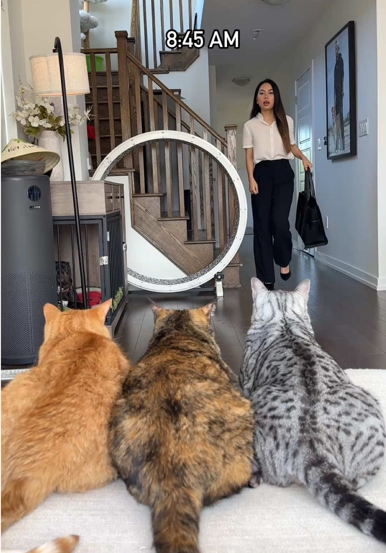 TikTok post by @heyitsgingerandpepper for Petlibro. Caption reads: When Mom’s working late but the cats still need....