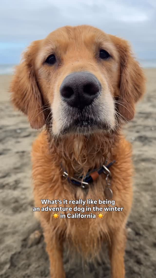 Instagram post by @itsatlasthegolden for Open Farm Pet. Caption reads: [...] means more snacks 🍖 I love rotating....