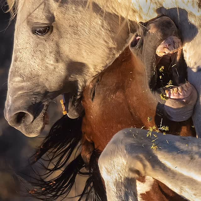 Instagram post by @kaymrk74 for NikonUSA. Caption reads: Are they having fun?

Yes, they were free. 
Fun at....