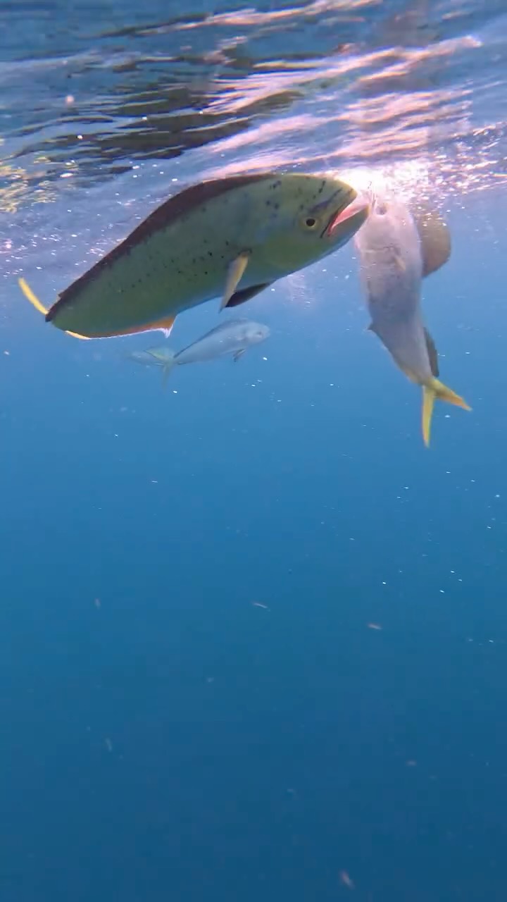 Instagram post by @petermillerfishing for Daiwa. Caption reads: Mahi madness caught on the go pro. They can’t....