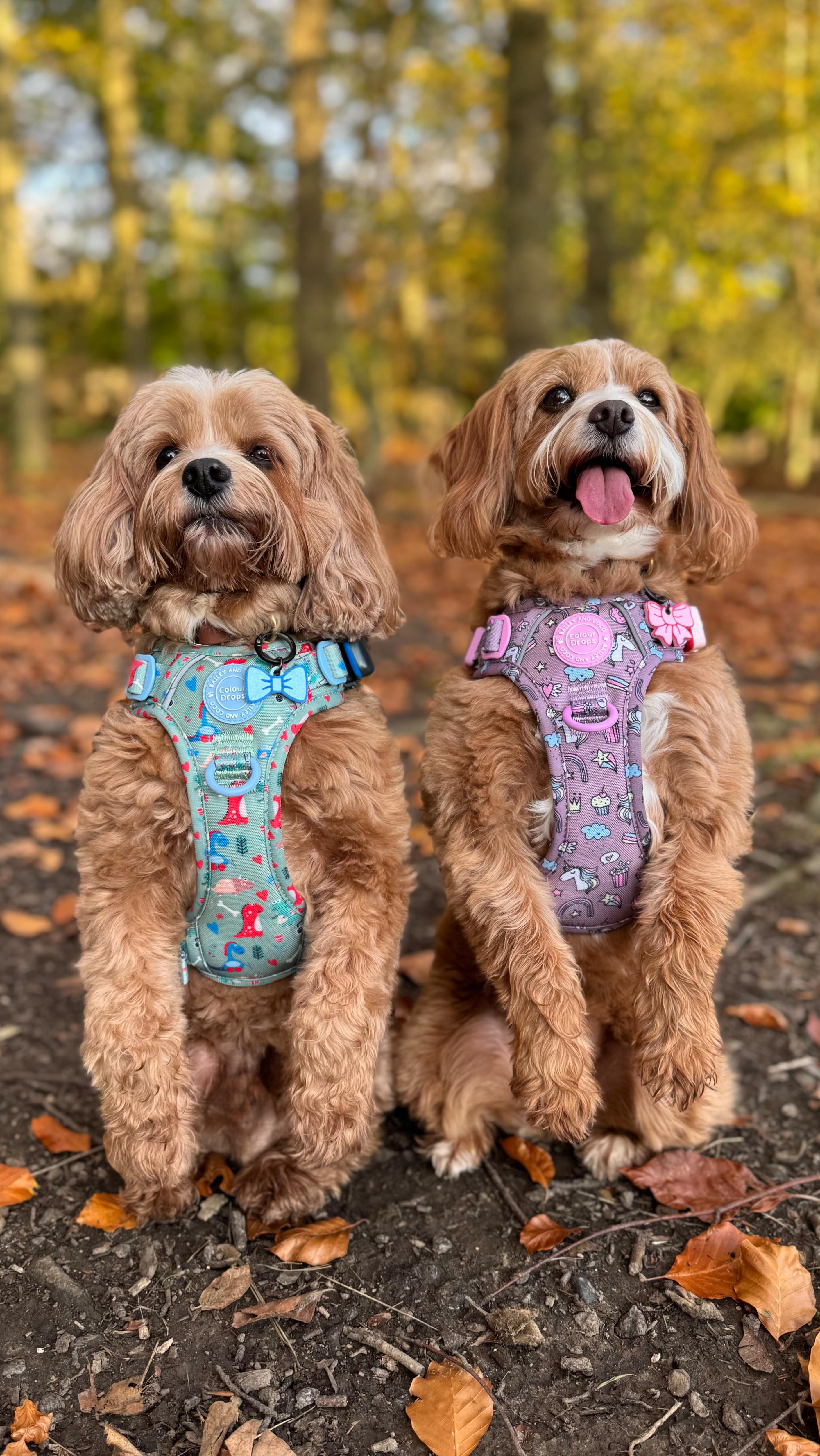 Instagram post by @rodneyandmabel_the_cavapoos for Bailey and Coco. Caption reads: [...] pupmail! 💌🥳 

2 retro designs from....