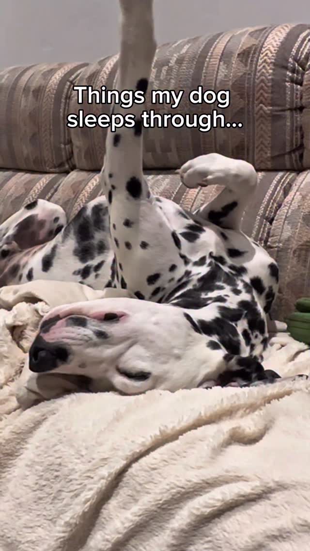 Instagram post by @greythedalmatian_ for PetSmart. Caption reads: #EdgardCooperPartner Grey can sleep through....