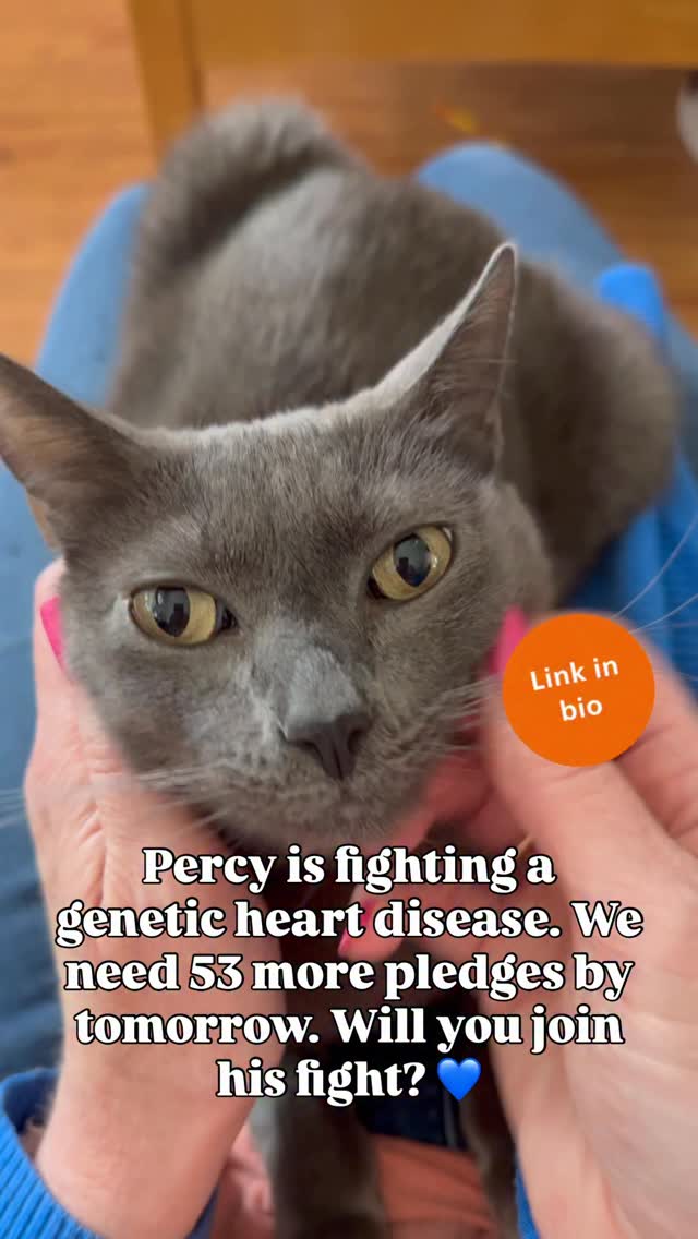 Instagram post by @prideofkittycats for Makeship. Caption reads: [...] 💙🔗 We have partnered with @makeship as a....