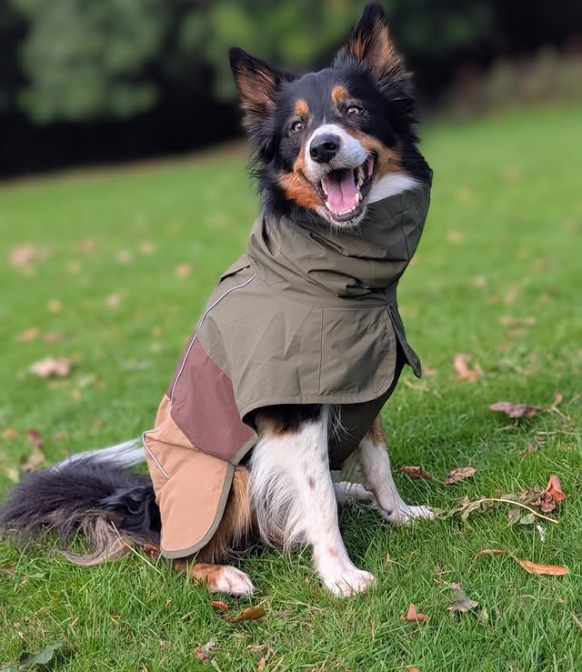 Instagram post by @chester.the.collie2021 for Spark Paws. Caption reads: [...] to put on and keeps me cosy and dry ☔....