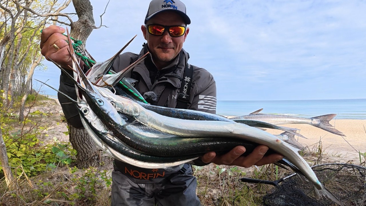 YouTube post by @primanki for fas.st. Caption reads: So many needlefish in one hour !!! Needlefish....