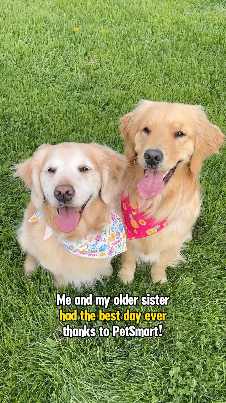 Instagram post by @lizzie.bear for PetSmart. Caption reads: Me and my older sister Ally are besties but we....