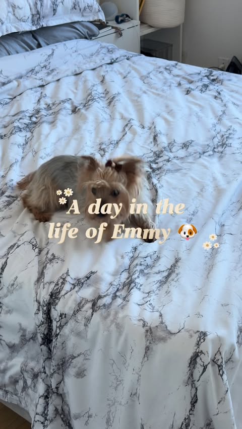 Instagram post by @eiryn.her for Sundays for Dogs. Caption reads: [...] Brooklyn girl 🐶 We’ve been loving....