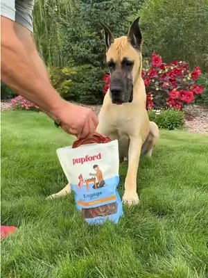 TikTok post by @raising.mr.riggs for Pupford. Caption reads: [...] chew that will keep him busy. @Pupford....