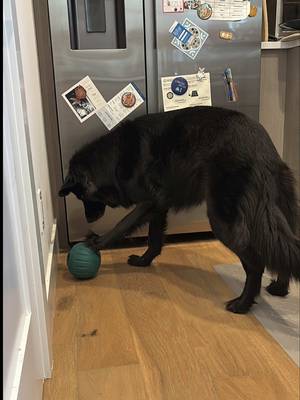 TikTok post by @chiiemmi for Woof Pet. Caption reads: reviewing the @Woof Pet Walkabout 🦴 It’s a....
