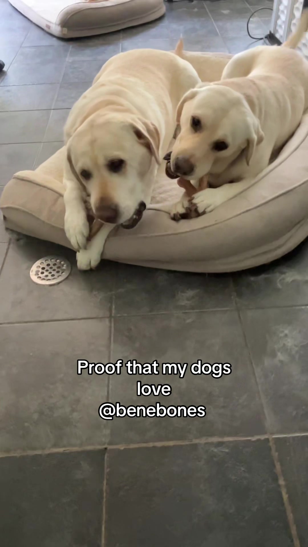 TikTok post by @sirfin.ellie.and.company for Benebone. Caption reads: [...] these enough for aggressive chewers....