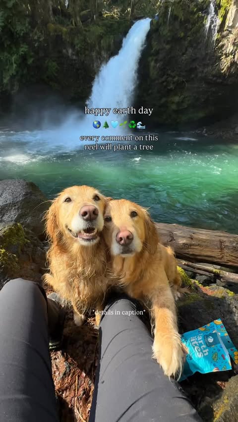 Instagram post by @gonegoldens for Earthborn Holistic Pet Food. Caption reads: [ad] For every comment on this post in the first....