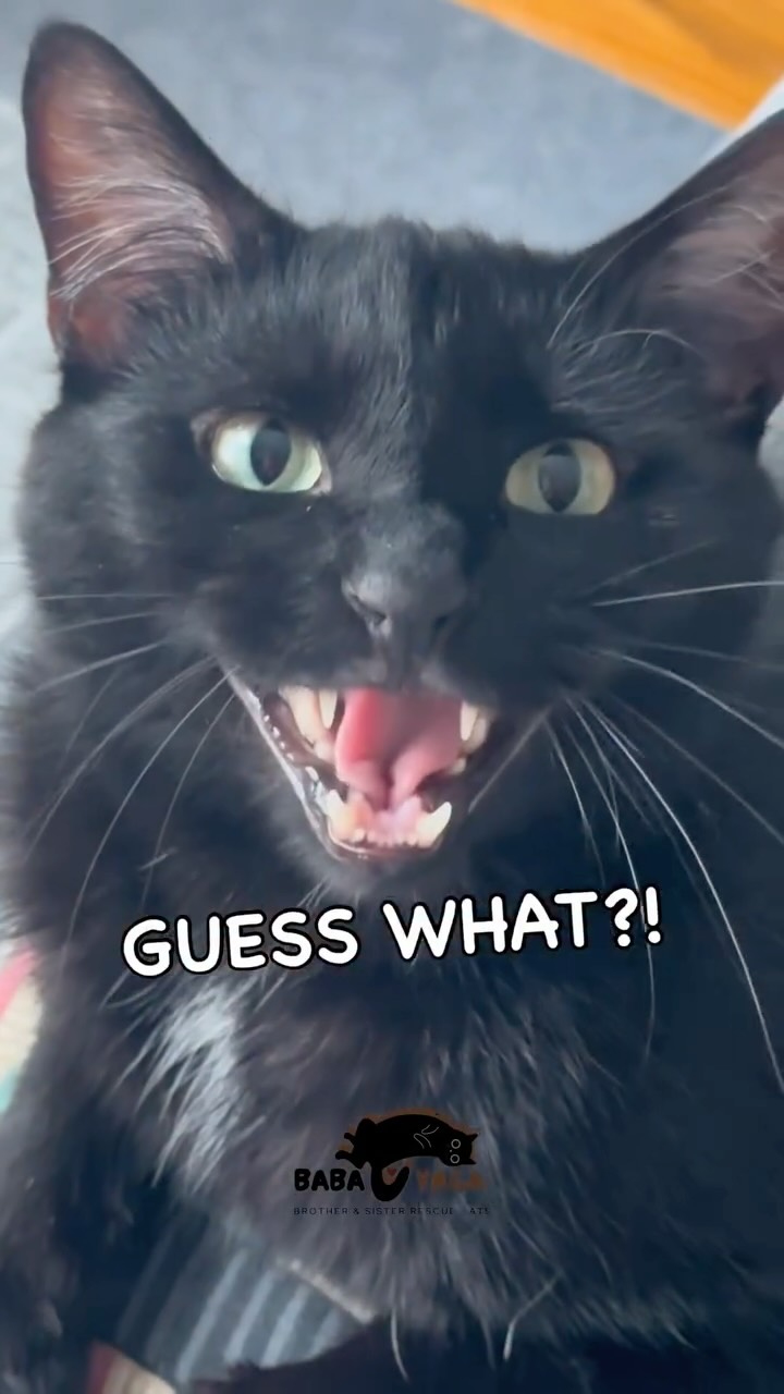 Instagram post by @babayaga_cat for Makeship. Caption reads: our @makeship plushie petition is....