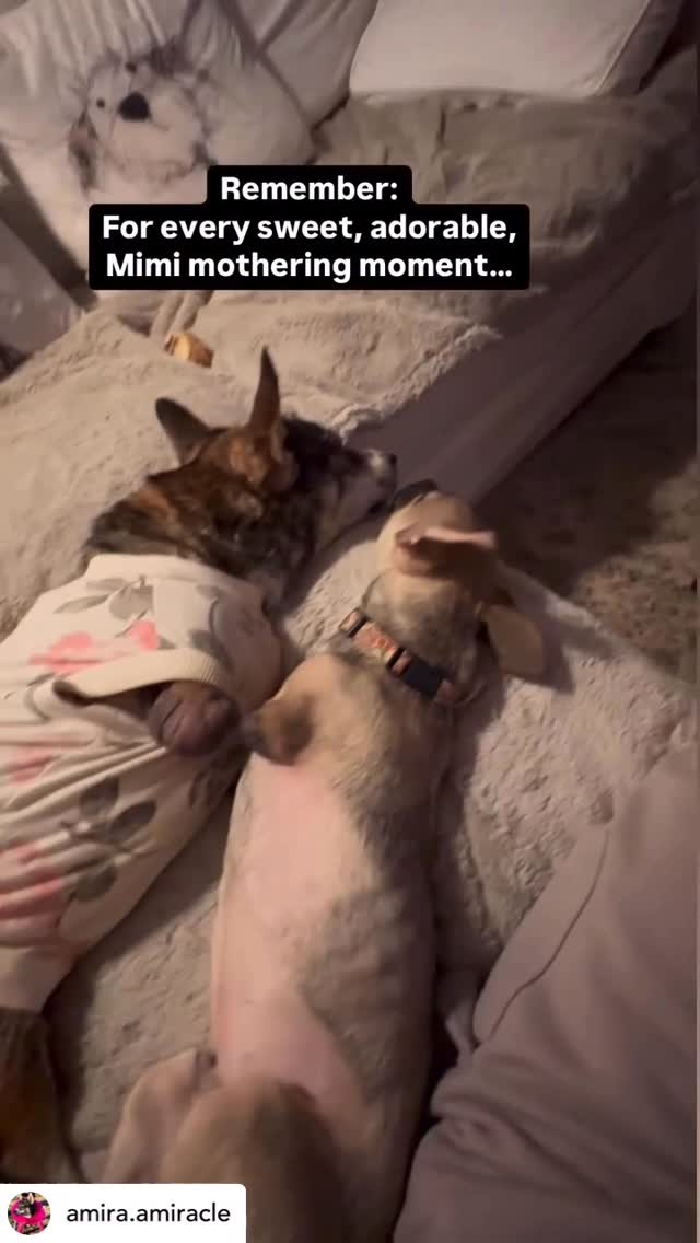 Instagram post by @amira.amiracle for WeRateDogs. Caption reads: These two warm my heart one minute, and have me....