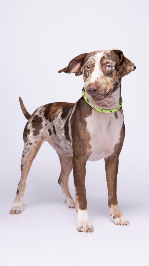 Instagram post by @humanesocietytampa for Westcott Lighting. Caption reads: [...] Second Shot was sponsored by....