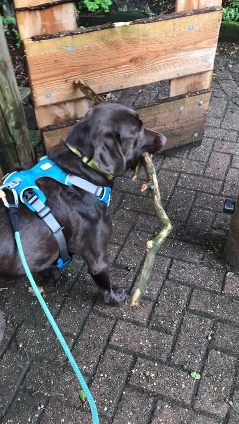 Instagram post by @chocolatelabsimba for Spark Paws. Caption reads: [...] ↡ DISCOUNTS ↡ 🔹@sparkpawsofficial - 15% off....