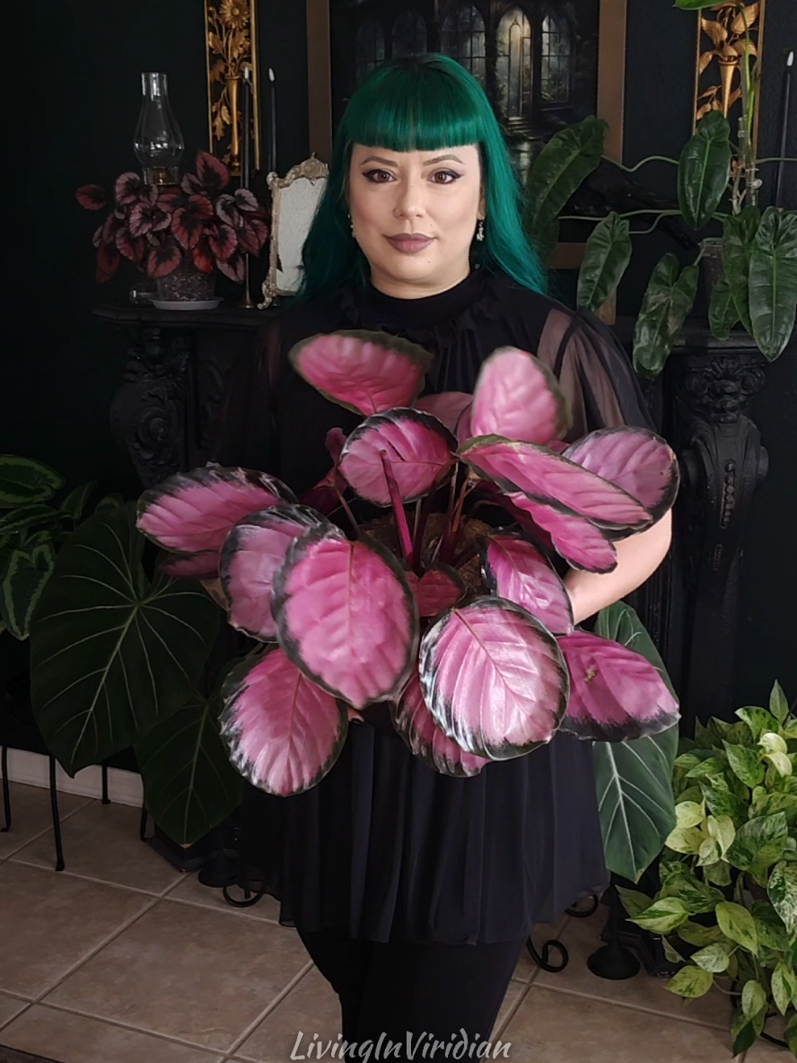 TikTok post by @livinginviridian for Foxblood. Caption reads: I love my new fit from @Foxblood Shop 😍 The....