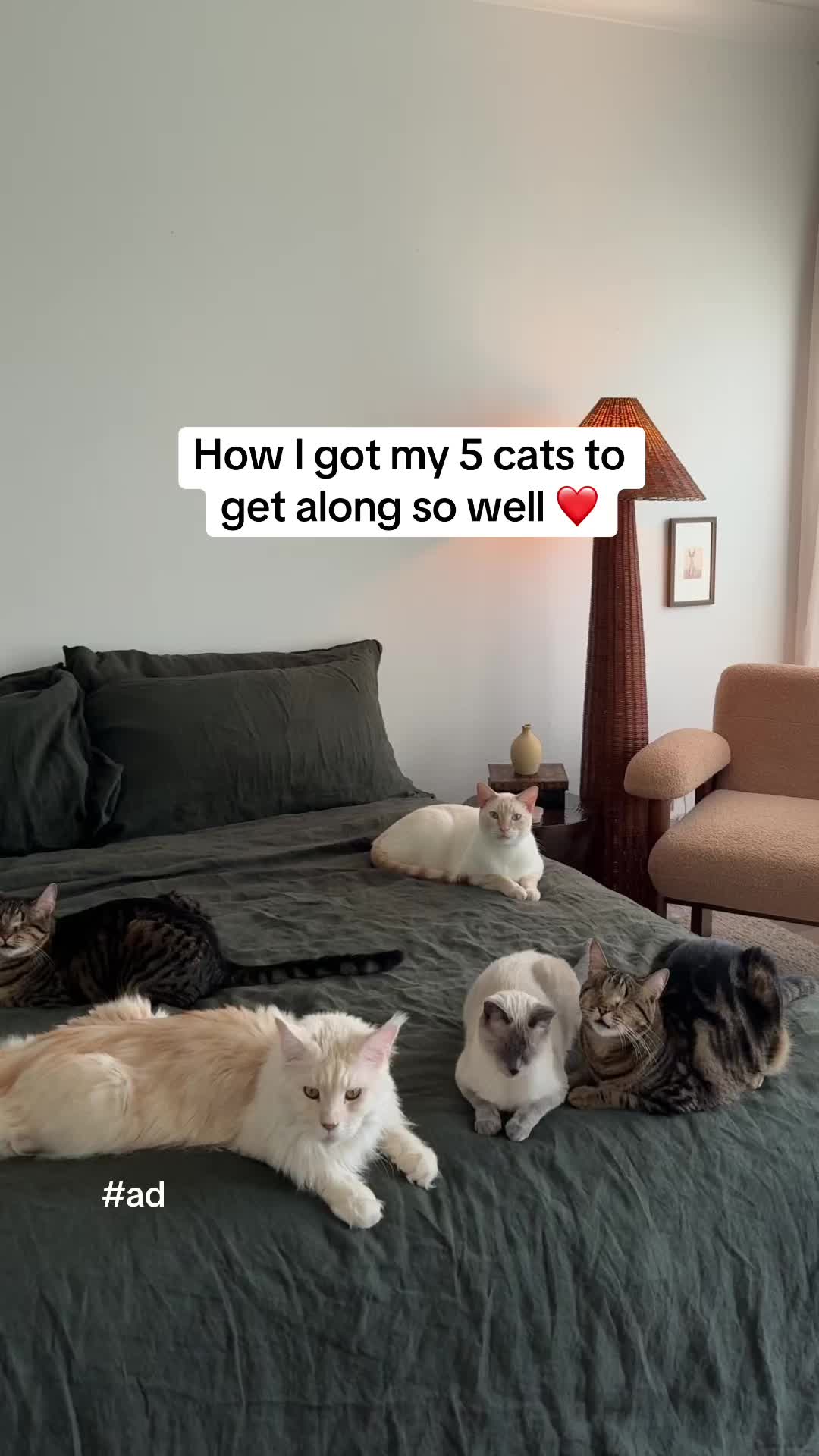 TikTok post by @through.the.lleaves for Zesty Paws. Caption reads: I get asked all the time how my 5 cats get along....