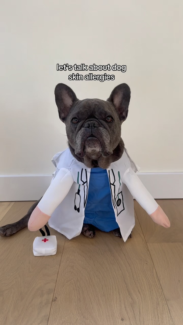 Instagram post by @winstonthefrenchiee_ for Skout's Honor. Caption reads: [...] 🍃
We love using the topical @skoutshonor....