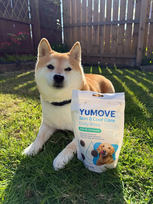 Instagram post by @inuharu0317 for YuMOVE. Caption reads: [...] support, just in case 🤍 Been adding YuMOVE....