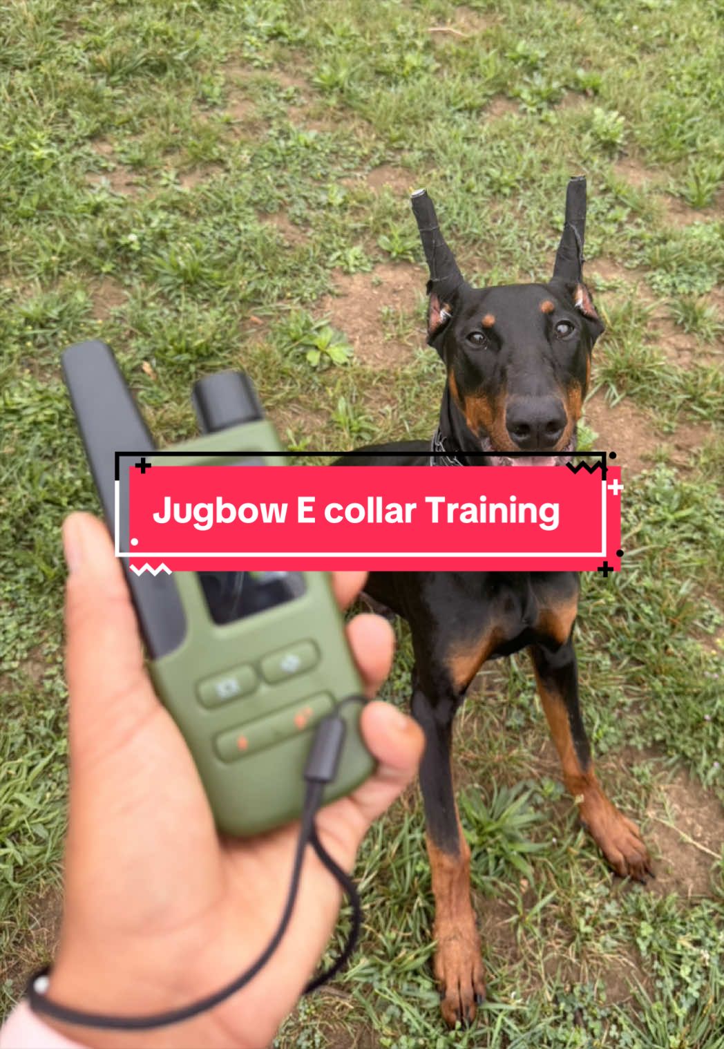 TikTok post by @wrigleythedoberman_ for Jugbow. Caption reads: [...] would be an understatement!! the @Jugbow US....