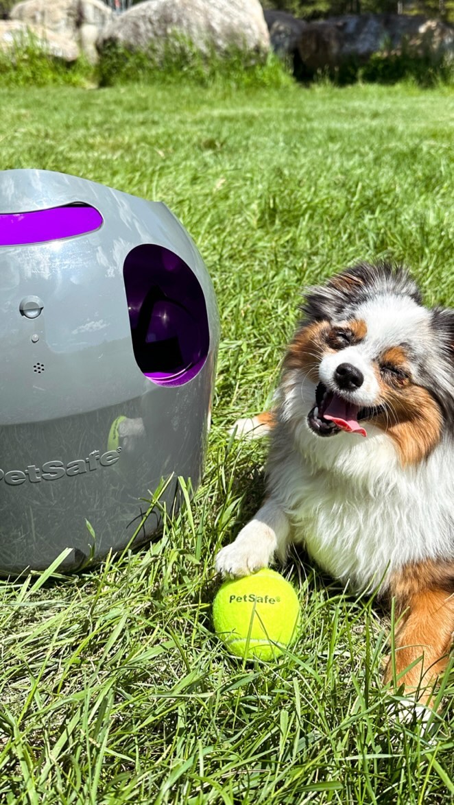 Instagram post by @chaoswithkoda for Petsafe. Caption reads: Taking ball is life to a whole new level 🎾

We....