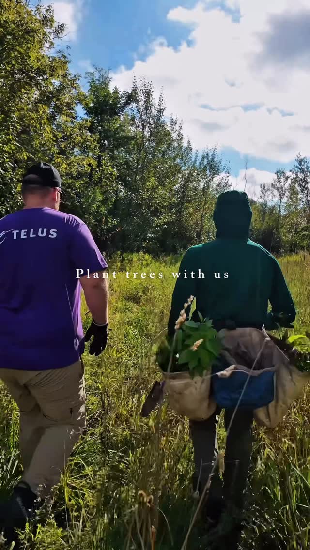 Instagram post by @antomosplant for TELUS. Caption reads: 🌲 Together with @TELUS we’re restoring Canada’s....