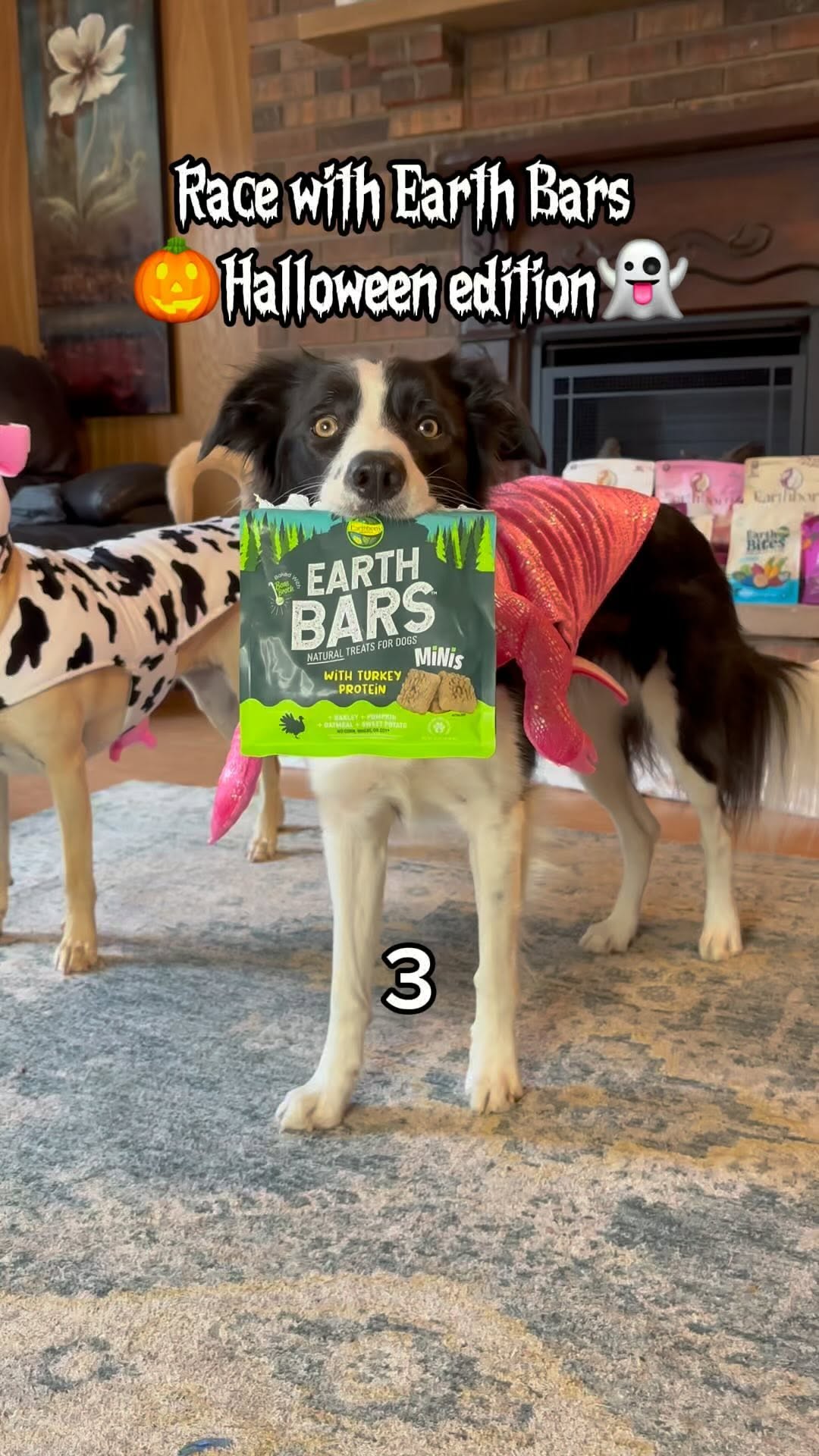 Instagram post by @favcollie for Earthborn Holistic Pet Food. Caption reads: Happy halloween! Gwen’s ready for her redemption....
