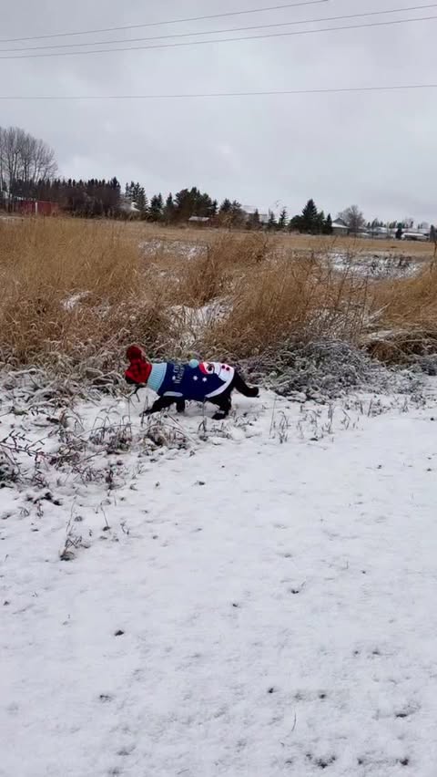 Instagram post by @fitzcapades for PetSmart. Caption reads: Cute + chaos

You can't have cute cats without a....